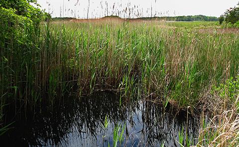 View of marsh at Waquoit Bay National Estuarine Research Reserve