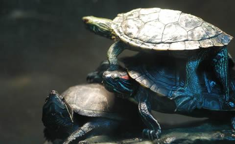 turtlesturles
