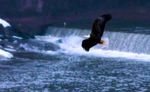 bald eagle flying over waterfallbald eagle with waterfall