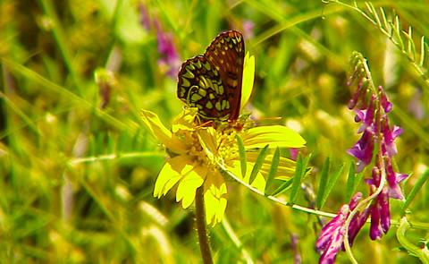 butterfly on yellow flowerflower with butterfly