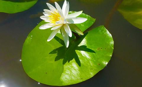 White flower on a floating lillypad