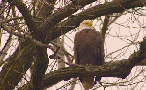 Bald Eagle on the Missouri River below the Garrison Dam