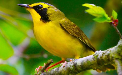 yellow bird on branchyellow bird