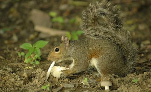 Squirrel eating a nutGround squirrel eating