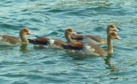 Four ducks swimmingDucks swimming in the lake