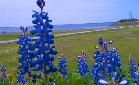 Bluebonnets with lake in the backgroundBluebonnets at the lake