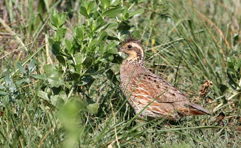 quail in grassquail picture