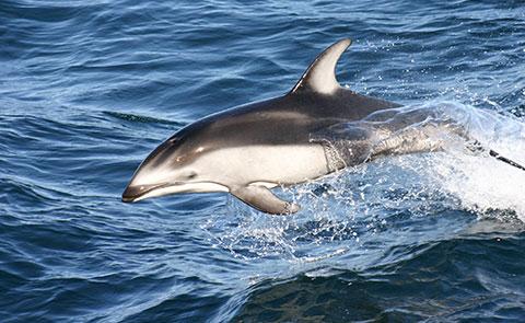 Photographing a dolphinPhotographing a dolphin the Monterey Bay National Marine Sanctuary