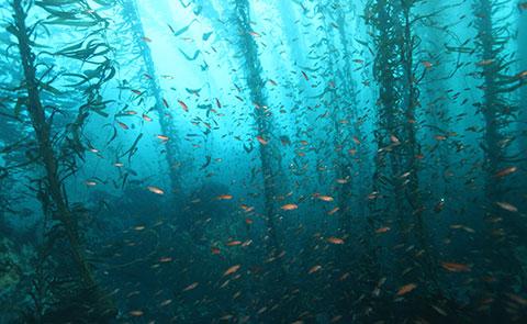 DivingDiving in the Monterey Bay National Marine Sanctuary