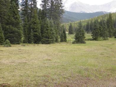 Grassy meadow with spruce trees and mountains in backgroundGrassy meadow with mature spruce trees