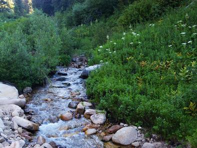 A stream running past greenery and wildflowers.Stream flowing past Hayfork Campground.