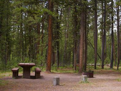 Pine trees surrounding campsite, picnic table & fire ringWooded campsite