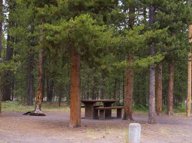 Campsite with Pine trees, picnic table & fire ringCampsite