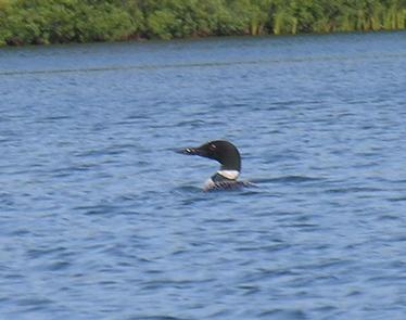 Ewing Point Campsite - LoonSighting of Common Loon on McKeever Lake