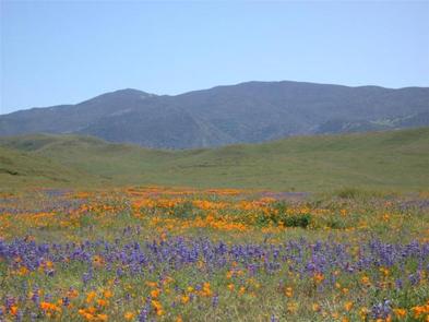 Wildflowers, Carrizo Plain National Monument