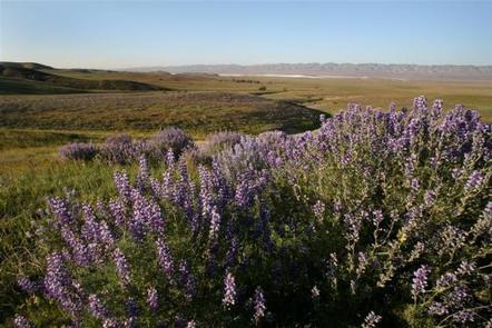 View of Carrizo Plain National MonumentCarrizo Plain National Monument