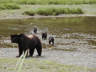 Female brown bear and three cubsFemale bear and three cubs