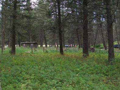 Pine trees & grassCabin Creek Campground