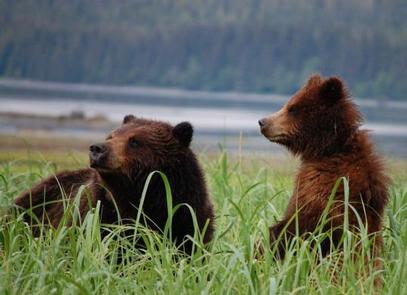 Female brown bear and cub at Pack CreekFemale bear and cub