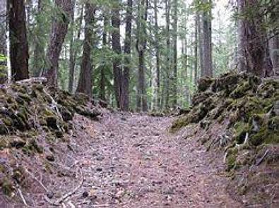 Tours explore all aspects of the forest. Willamette National Forest
