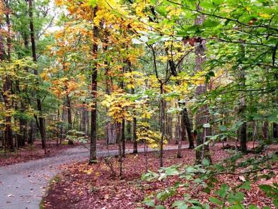 Paved, shaded roadway through a fall forestOak Ridge Campground loop in fall