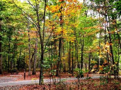 Empty campsites along a paved roadway in a fall forestCampsites in Oak Ridge Campground in fall