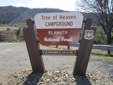 TREE OF HEAVEN CAMPGROUND