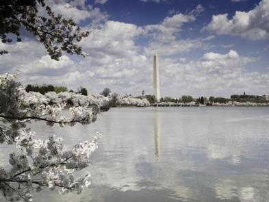 Washington Monument gallery 02Washington Monument with cherry blossoms
