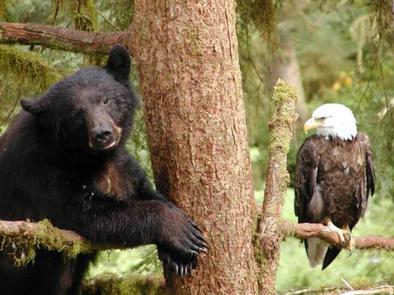 Black bear in tree with bald eagleEagles and other wildlife visit Anan as well.
