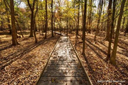 Preview photo of Congaree National Park Camping