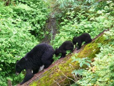 Mother black bear with two bear cubs