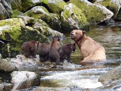 Brown bear in creek with 4 cubsBrown bear with cubs