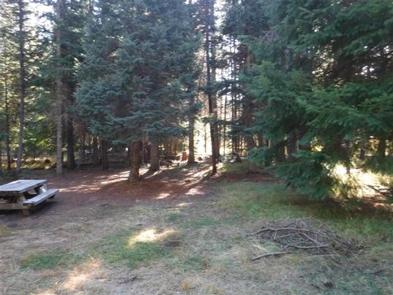 Picnic table and flat grassy area next to backlit conifer forest.INLET CAMPGROUND