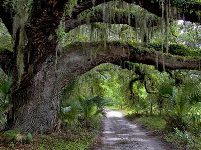 large live oak branches extending over sand roadThe main road extends the length of the island and offers visitors an opportunity to bike to locations from the Dungeness ruins to the Plum Orchard Mansion. The road surface is sand and can be challenging depending on conditions.