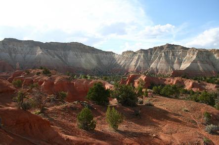 Contrasting Sandstone and Junipers at Kodachrome Basin
