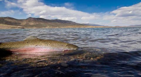 Otter Creek State ParkKnown as one of Utah’s premier trout fisheries, boaters and anglers travel to Otter Creek to fish for rainbow trout, cutthroat trout, brown trout, and smallmouth bass.