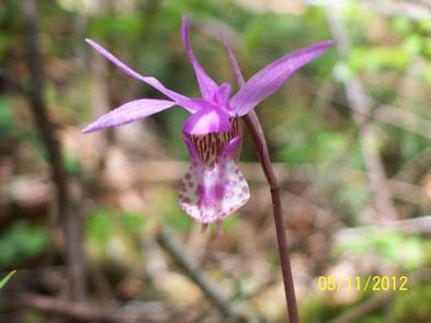 beautiful Calypso orchidphoto of Calypso orchid seen along the trails in the spring