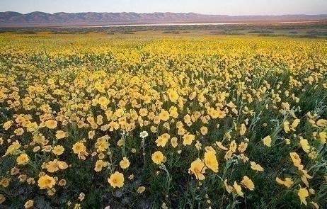 Carrizo Plain National MonumentCarrizo Plain National Monument is one of the best kept secrets in California.  Only a few hours from Los Angeles, the Carrizo Plain offers visitors a rare chance to be alone with nature.