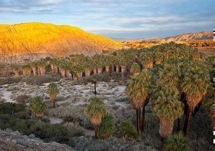 Coachella Valley PreserveFor thousands of years, particles of sand from the San Bernardino Mountains and Indio Hills washed into the Coachella Valley, forming a system of dunes.