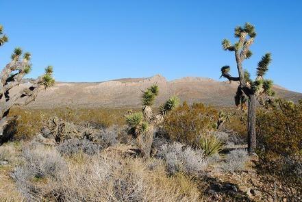 Preview photo of North Mesquite Mountains Wilderness
