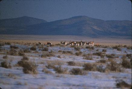 Antelope Wilderness Study Area