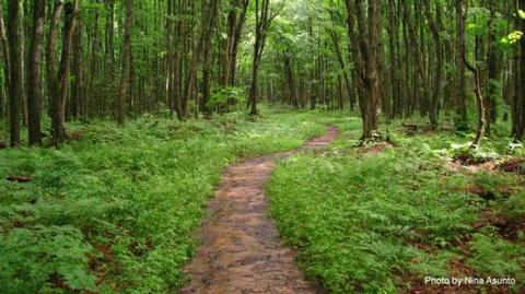 A section of hiking trail in mature forestPicture of a section of hiking trail in mature forest