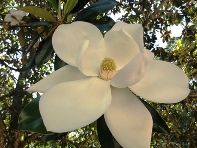 Southern Magnolia (Magnolia grandiflora)Flowering plants, like this Southern Magnolia, are remnant of historic ornamental gardens once enjoyed by former farm owners and still marveled over by modern visitors.