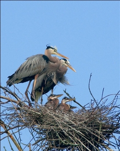 Family TimeGreat Blue Herons are plentyful along the river. Look towards the tree tops along the river to spot their nest. If you're lucky the whole will be home.