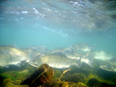 salmon in Alagnak River