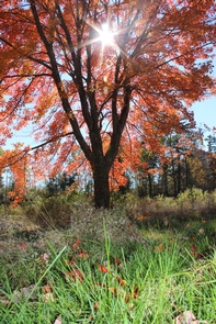 Autumn in the Blackstone Valley