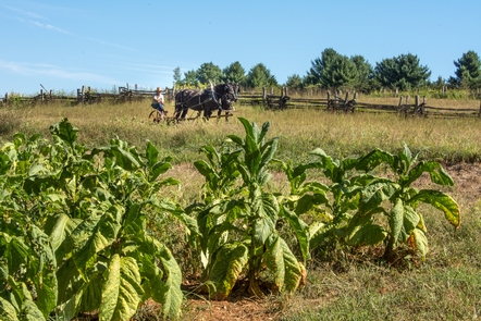 Tobacco, the cash cropThe main crop on the plantation where Booker T. Washington was born was tobacco. This photograph shows a man with draft horses preparing to plow a field.