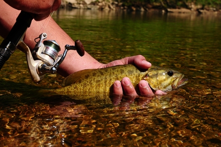Smallmouth Bass FishingFishing for smallmouth bass is a popular activity on the Buffalo River.