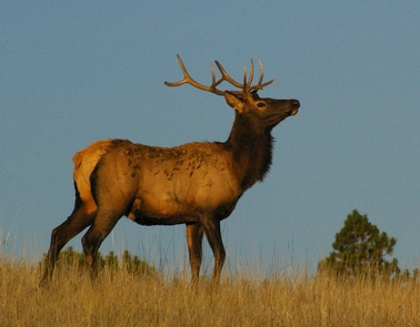 Bull ElkLocated in the Montane life zone, the Monument's wildlife ranges from ground squirrels to elk.