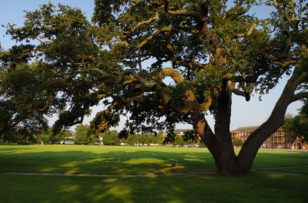 Algernourne Oak: Standing SentinelThe rising sun illuminates Algernourne Oak as it stands sentinel over the Parade Ground as it has done for almost 500 years.